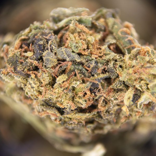 Amnesia AA - Image 2