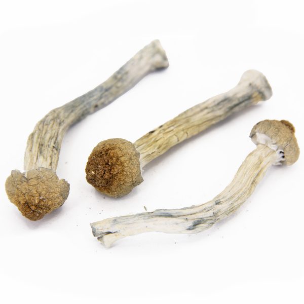 B+ Cubensis