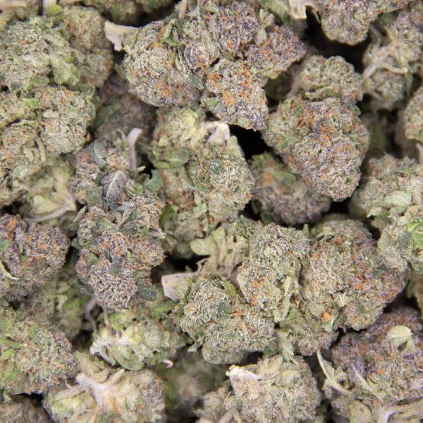 Gelato X AA+ - Image 2