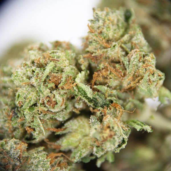 Godfather OG (Mediums) AA - Image 2