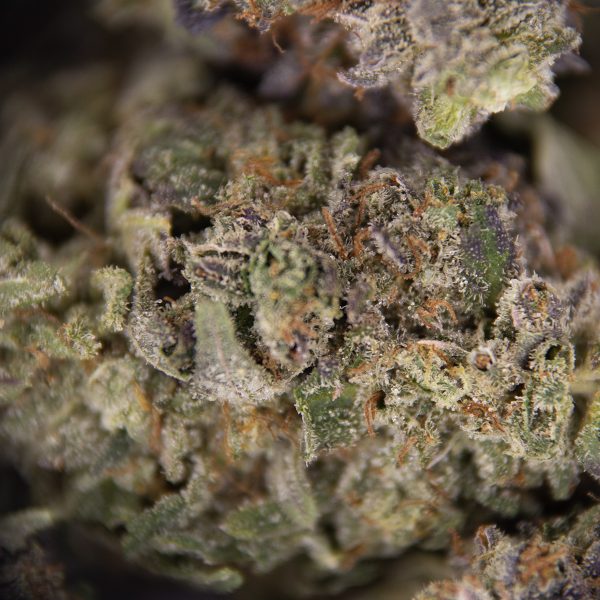 Goudaberry AA - Image 3