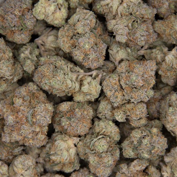 King Congo AAA - Image 2