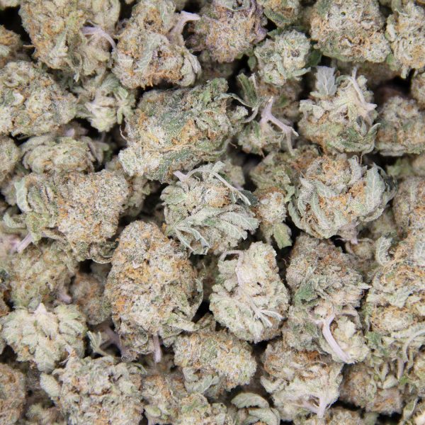 King Tut (popcorn) AAA - Image 3