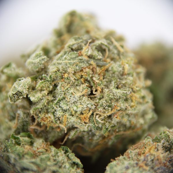 King Tut (popcorn) AAA - Image 2
