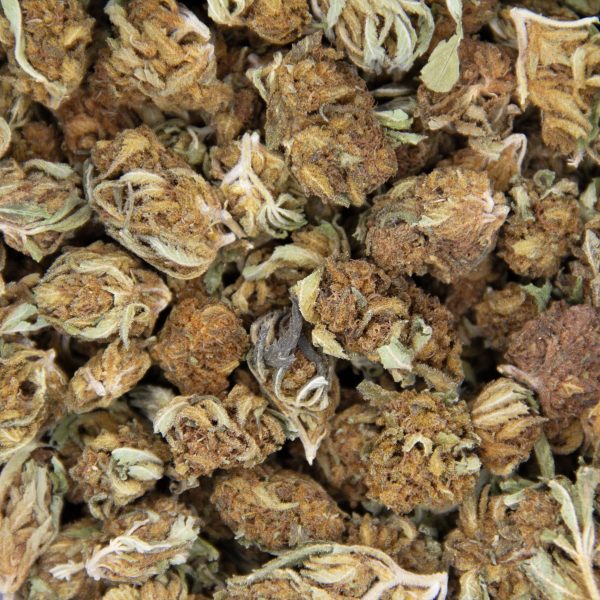 Medibud (Mediums) AA- - Image 2