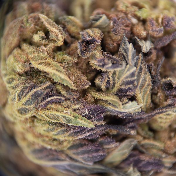 Purple Alien AA - Image 3