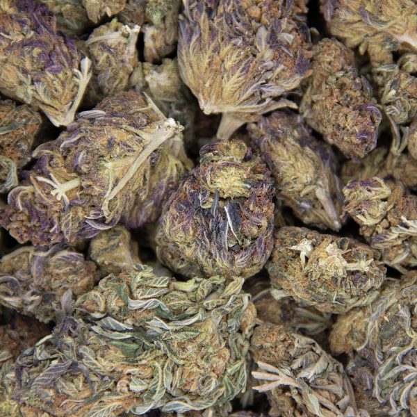 Purple Alien AA - Image 2