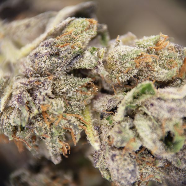 Purple Rockstar (popcorn) AAA - Image 2