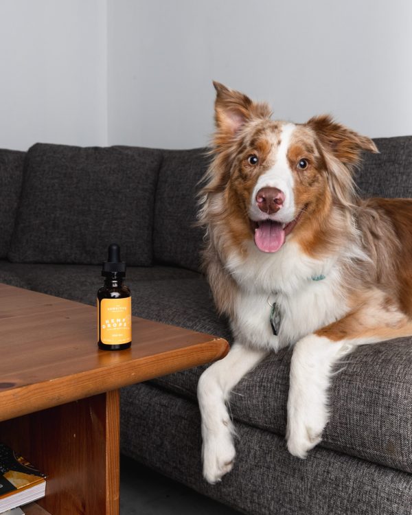 Pawsitive -  Large Dogs 600mg CBD - Image 2