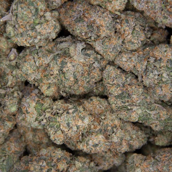 Tangie AAA - Image 2