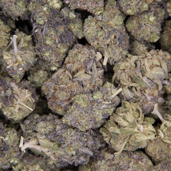 Zookies AA - Image 2
