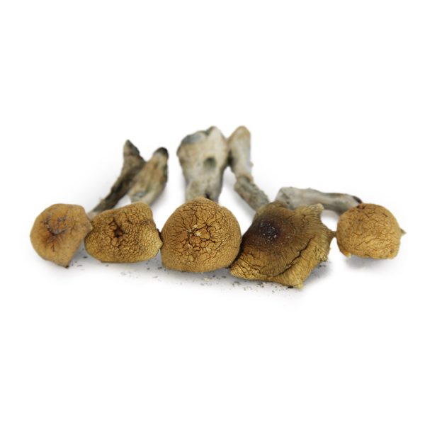 Texas Yellow Caps