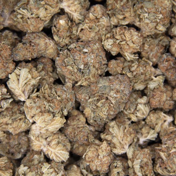 Alien Dawg (Medium) AA - Image 3