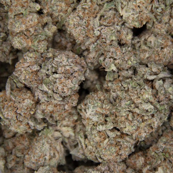 Bay Dream AA+ - Image 3