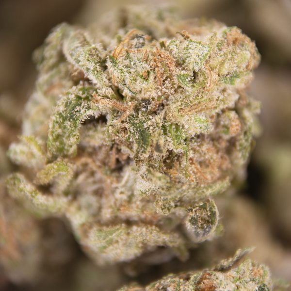 Blue Hawaiian (popcorn) AA - Image 3