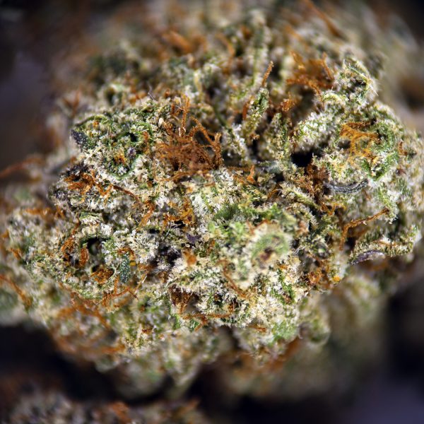 Blood Orange (mediums) AAA - Image 3