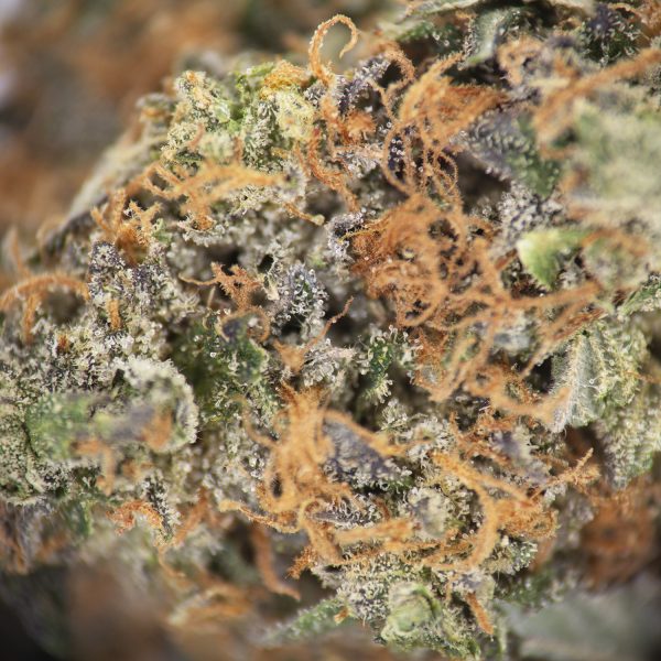Gorilla Glue #4 AAA - Image 2