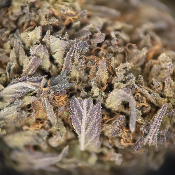 Sweet Purple AA- - Image 2