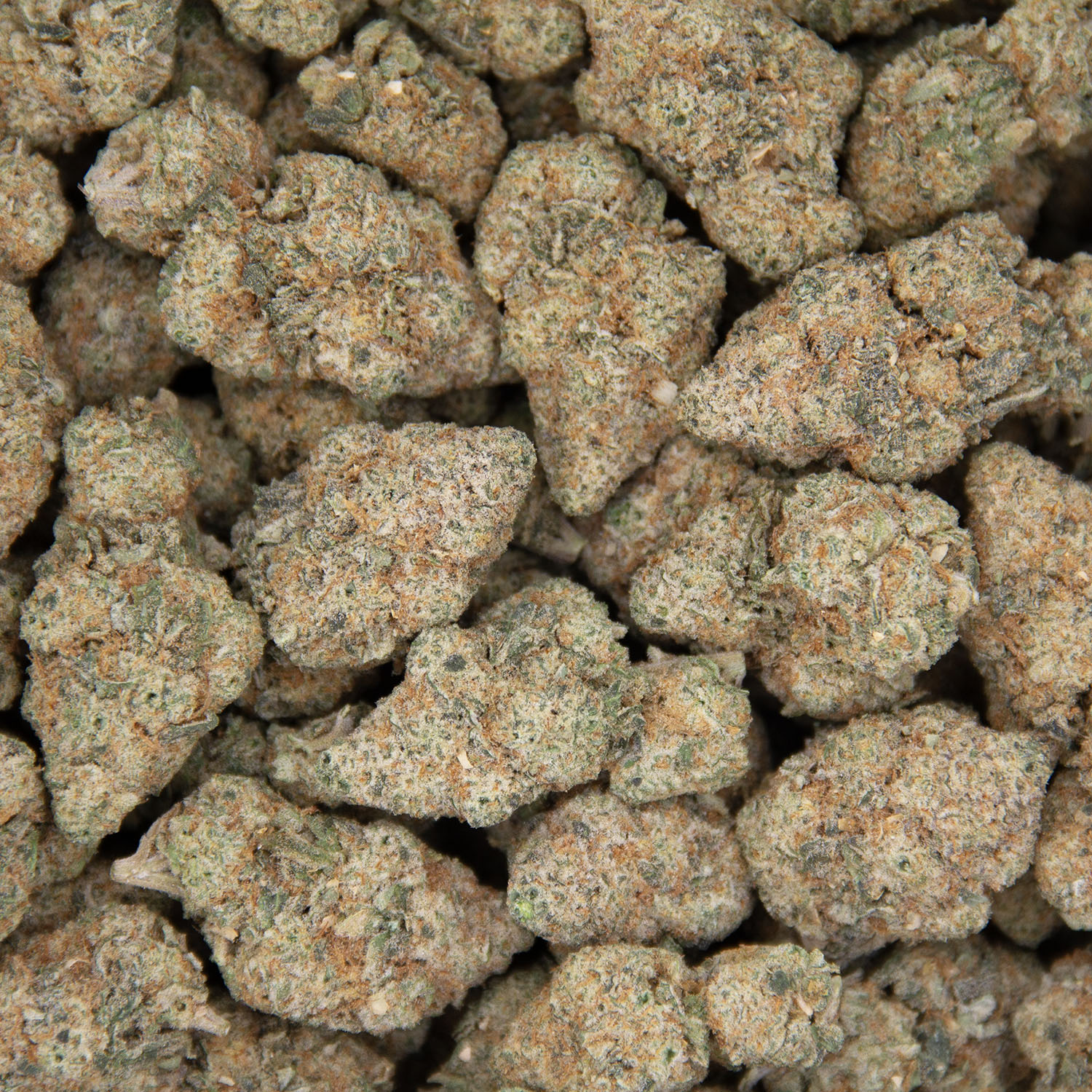Acapulco Gold (mediums) AAA - Image 3
