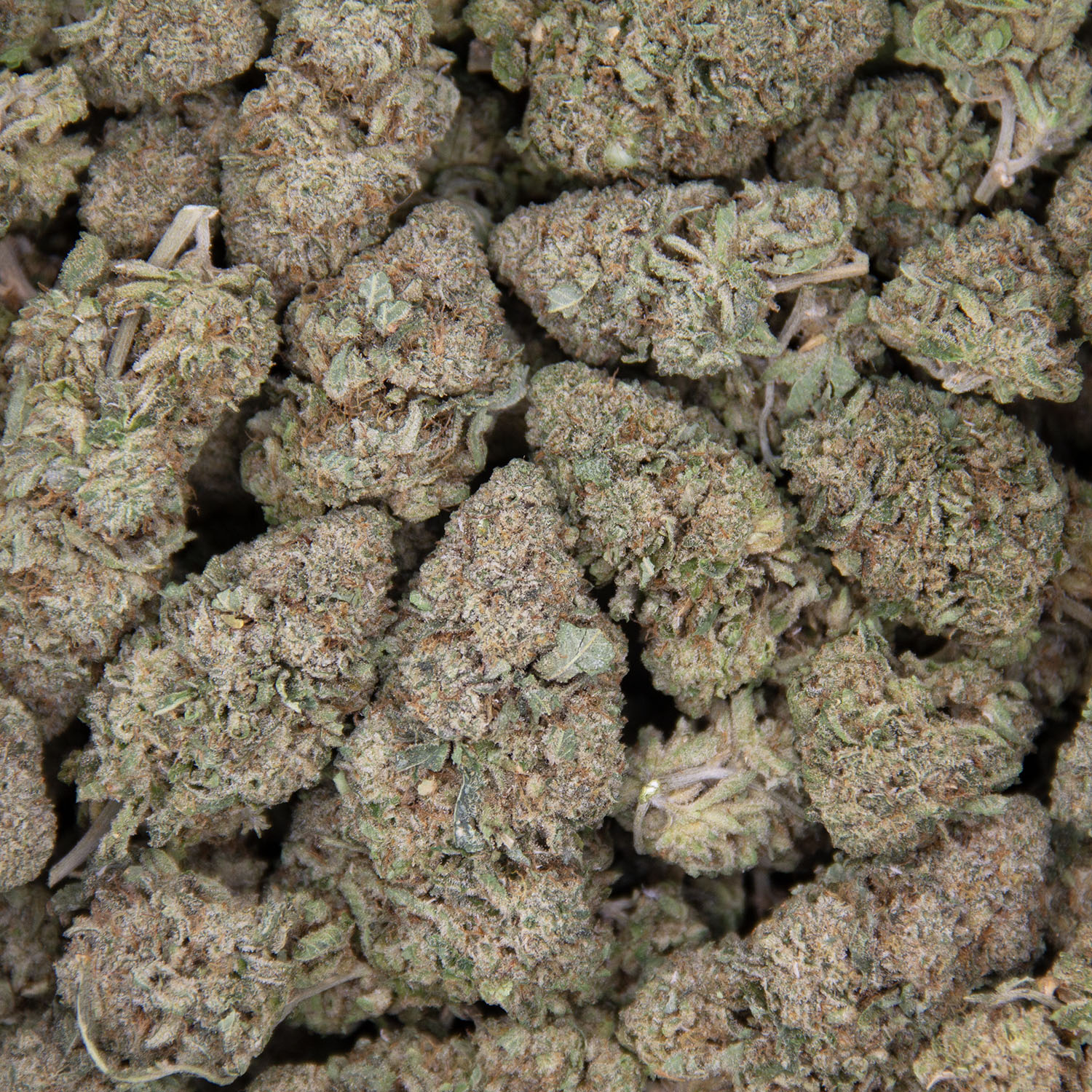 Alien Dawg AA - Image 3