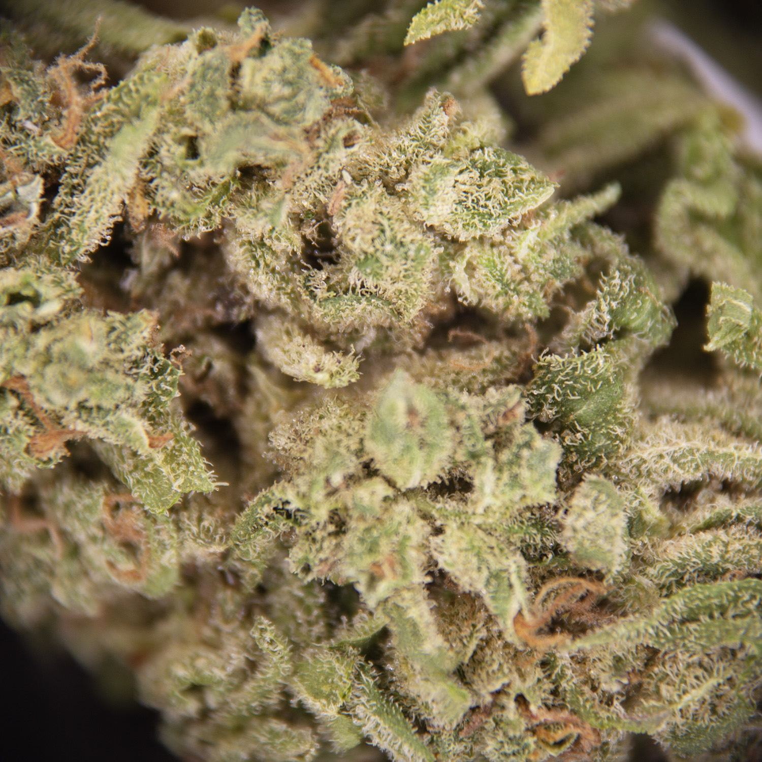 BC Mango AA - Image 2