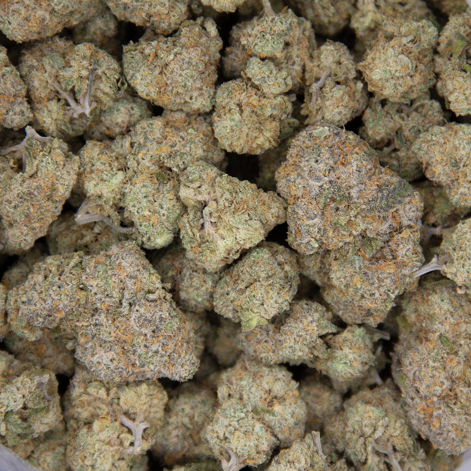 Scout Master AAA - Image 3