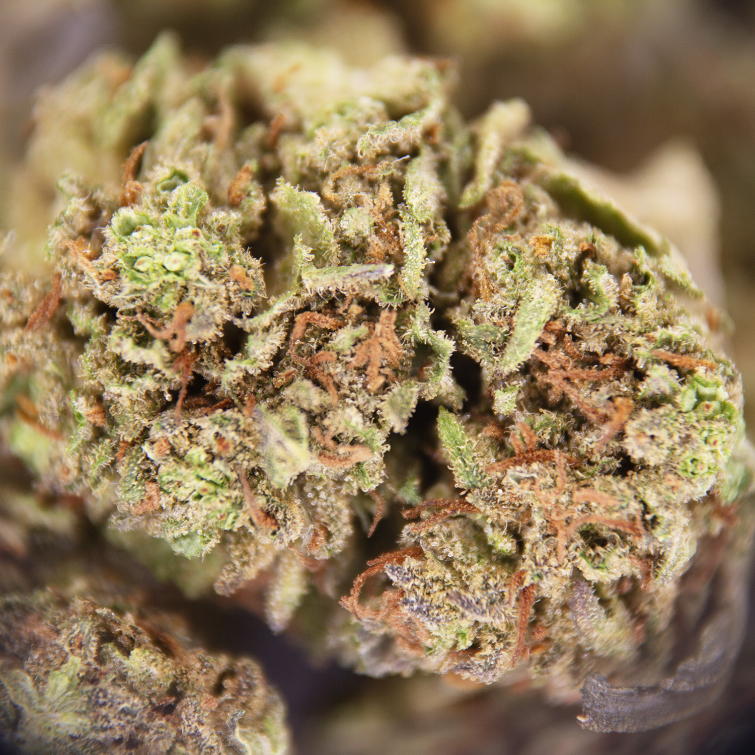 Alien Cookies (mediums) AA - Image 2