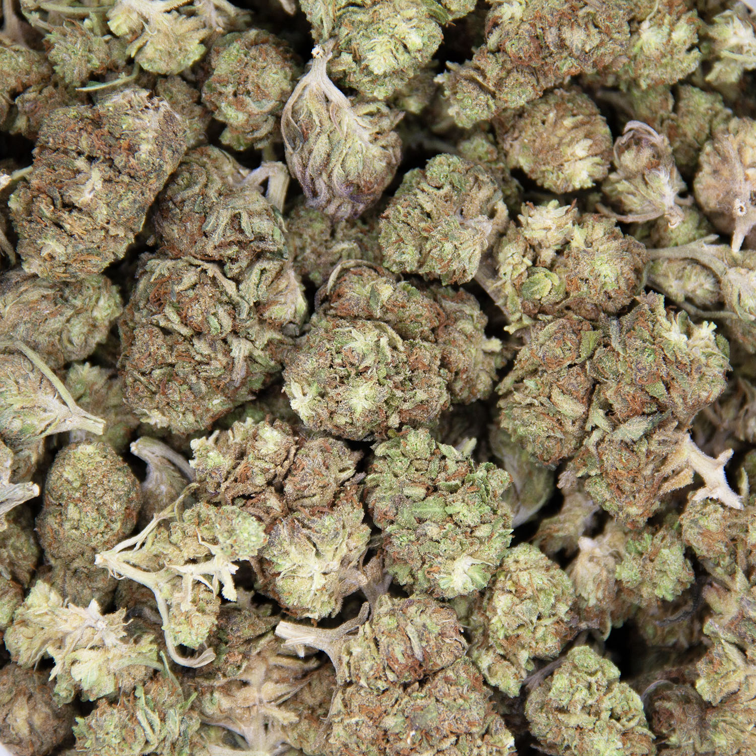 Alien Cookies (mediums) AA - Image 3