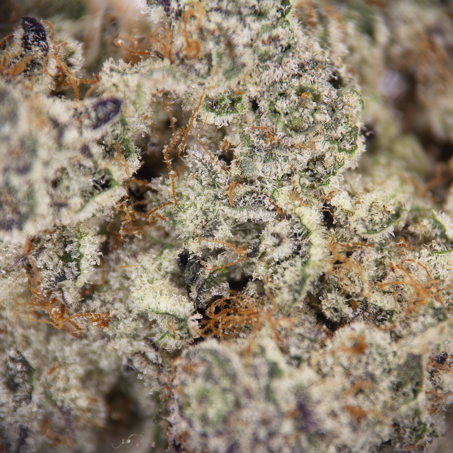 Apricot Jelly AAAA+ - Image 2