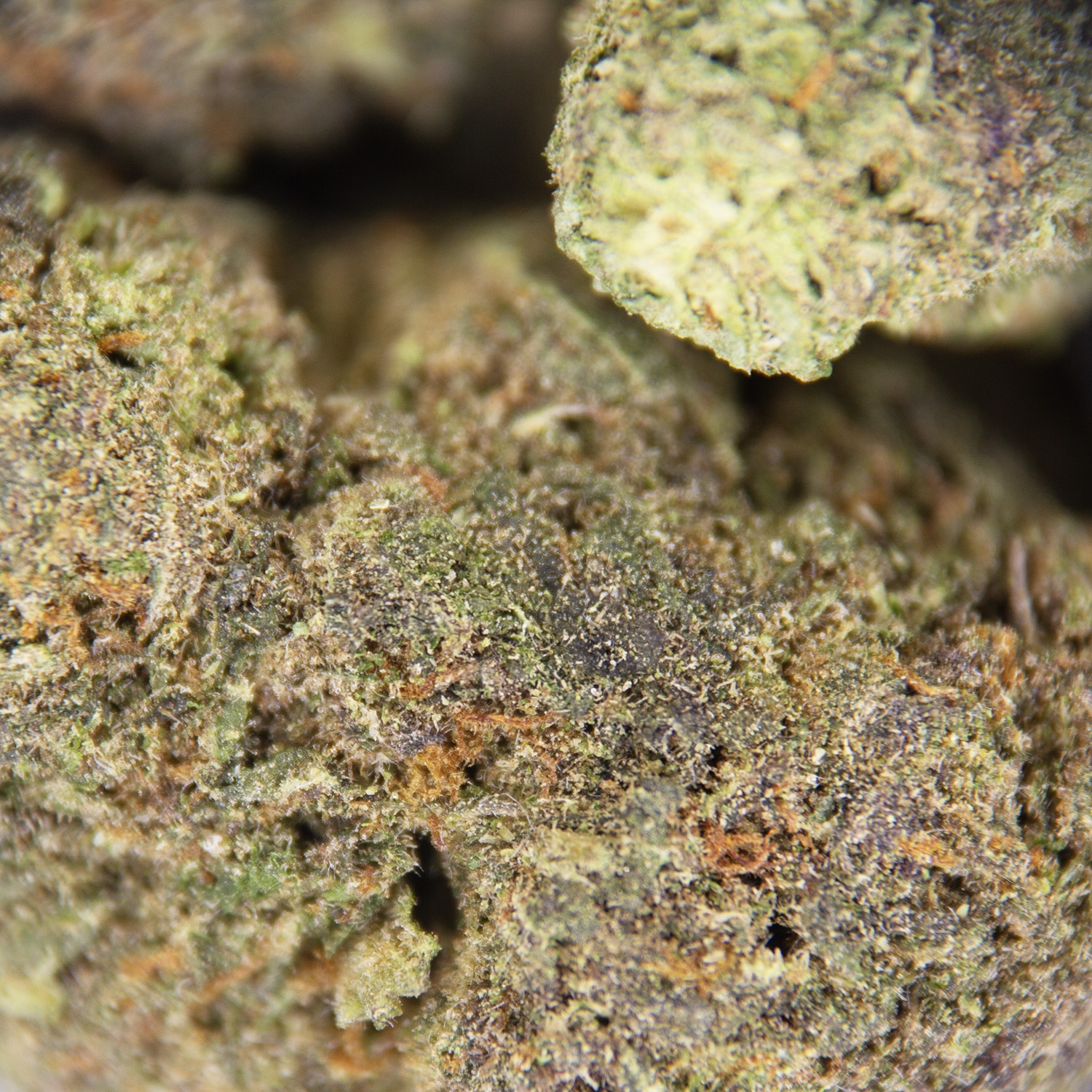 Pineapple Punch (mediums) AA - Image 2