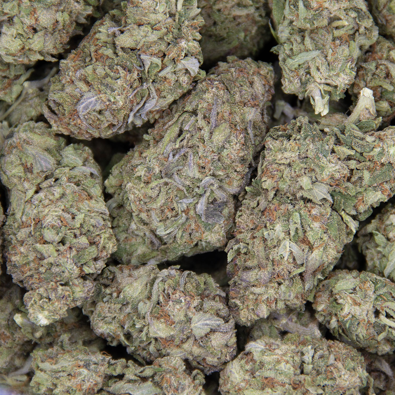 Pink Panties AA - Image 3