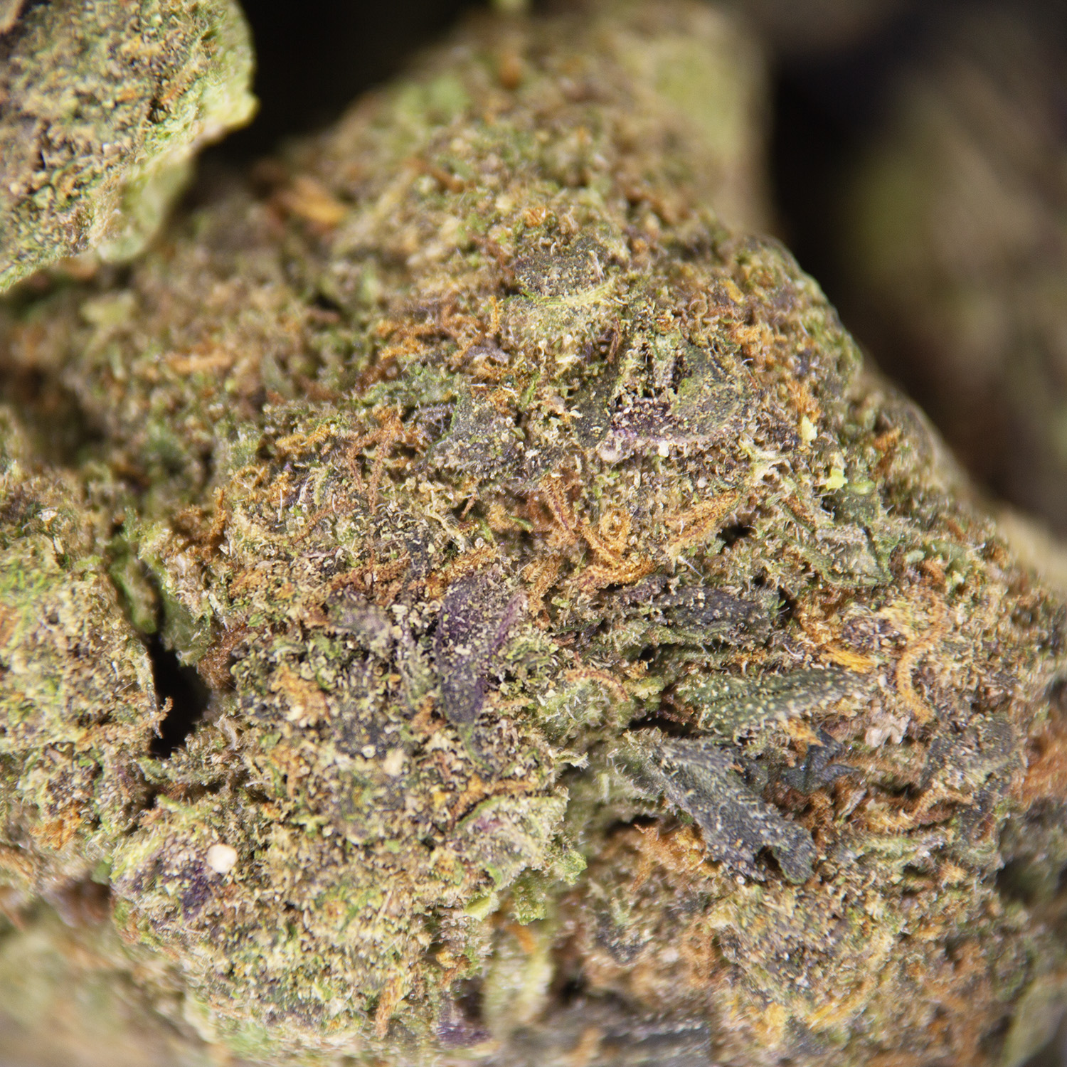 Sour Lemon OG (mediums) AA - Image 2