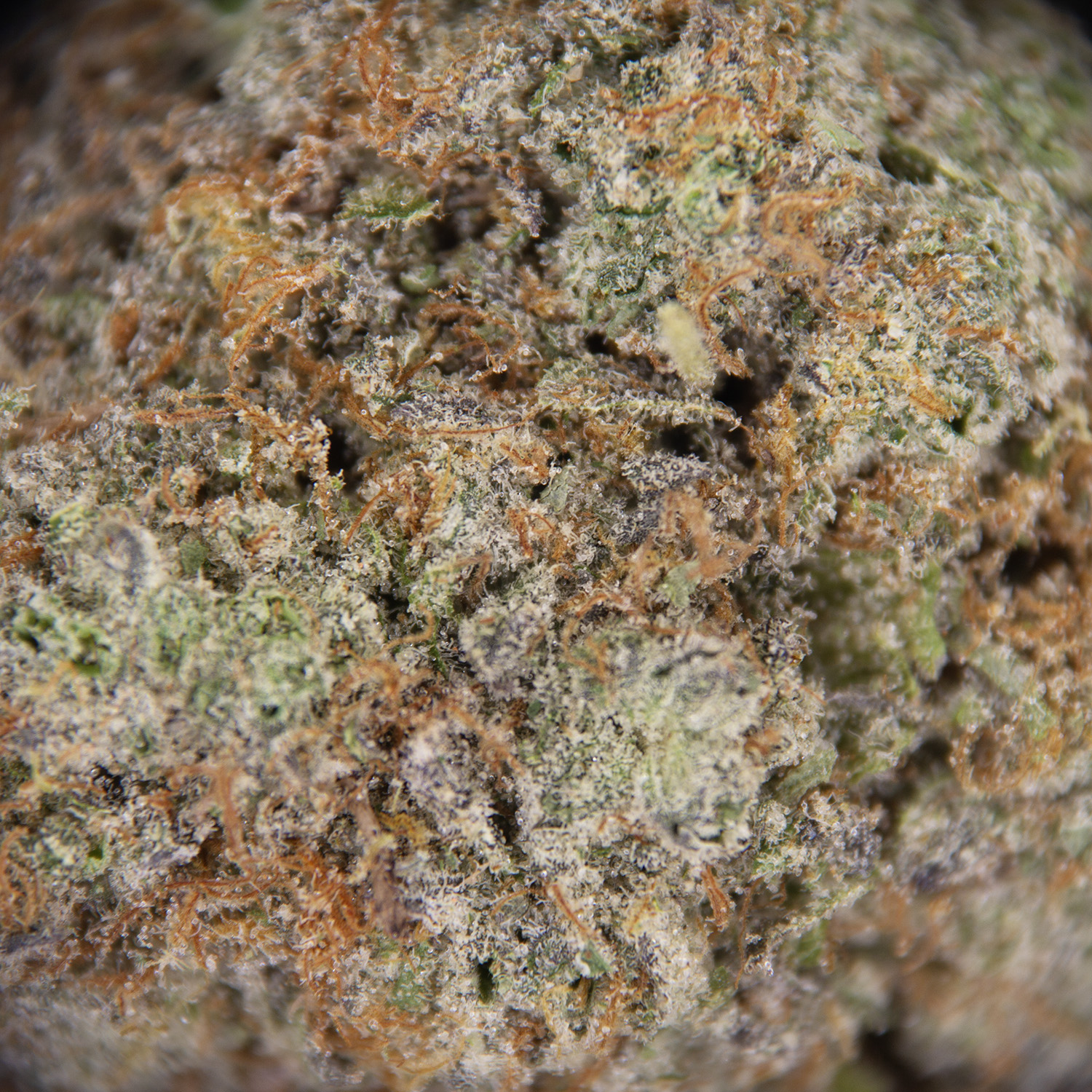 Tropic Thunder AAA - Image 2