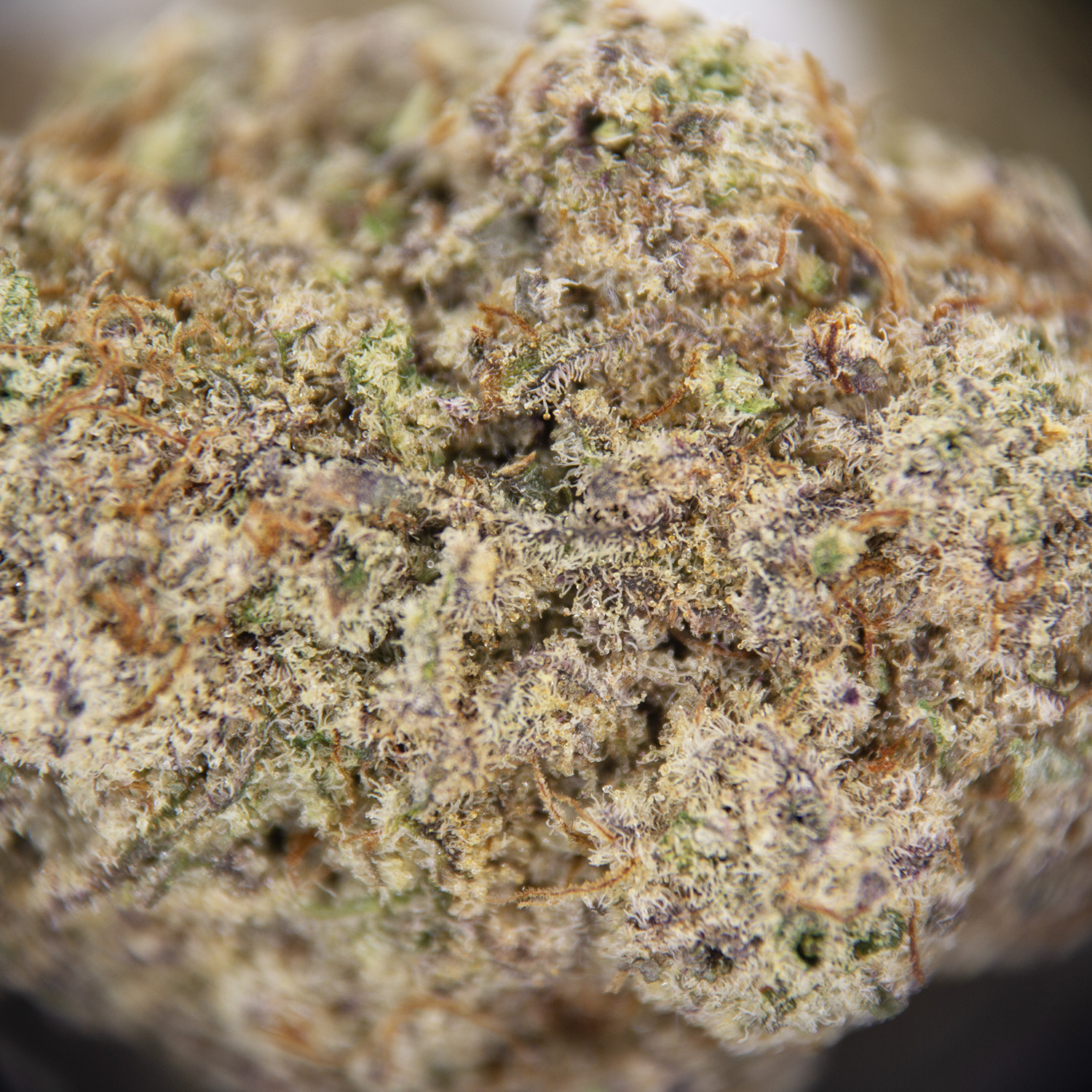 Biscotti AAA - Image 2