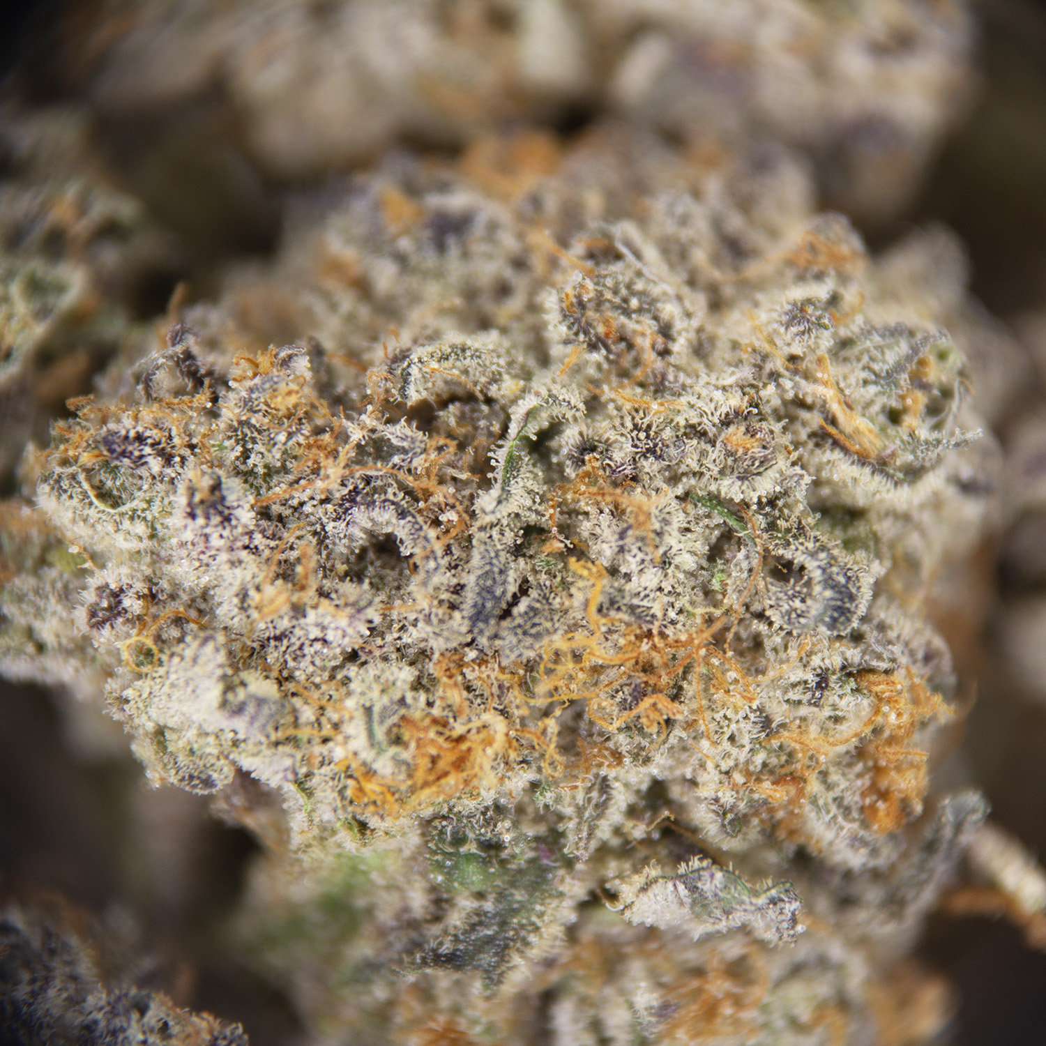 Grape Stomper (mediums) AAAA - Image 2