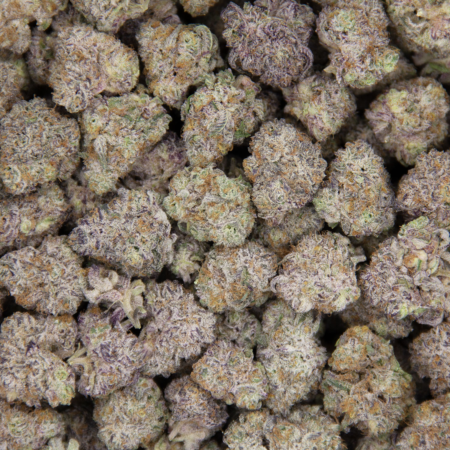 Grape Stomper (mediums) AAAA - Image 3