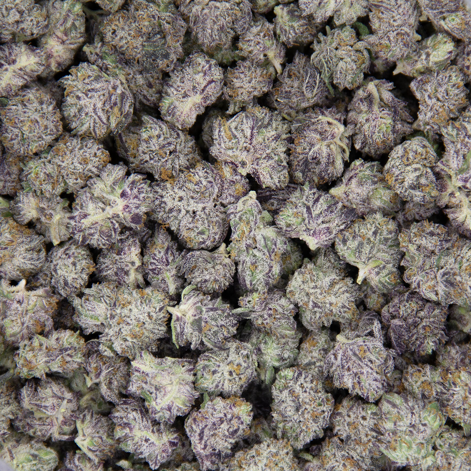 Platinum Gucci (smalls) AAAA - Image 3