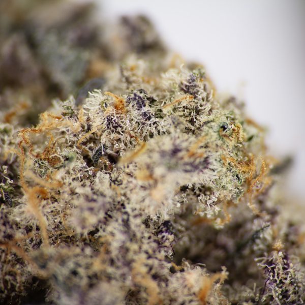 Purple Gelato AAA+ (2) copy