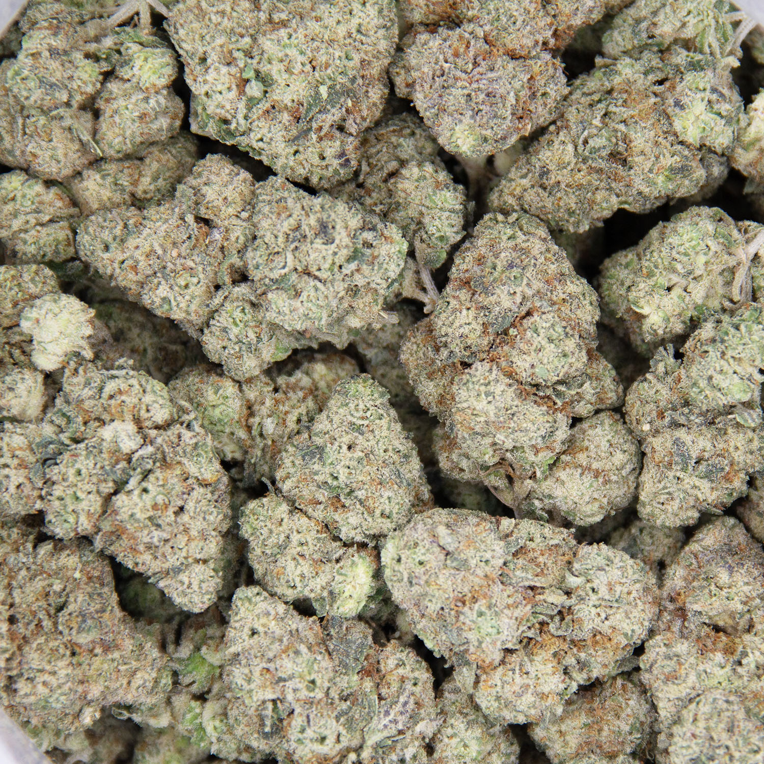 Donkey Butter (mediums) AAA - Image 3