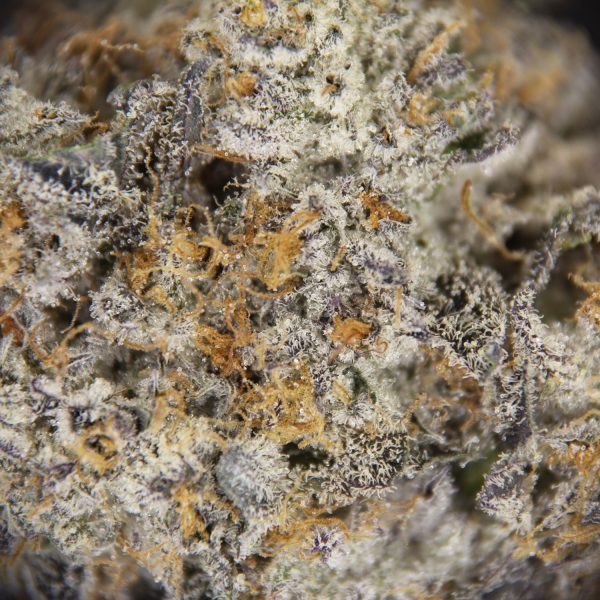 Alternative view of Rainbow Rozay AAAA