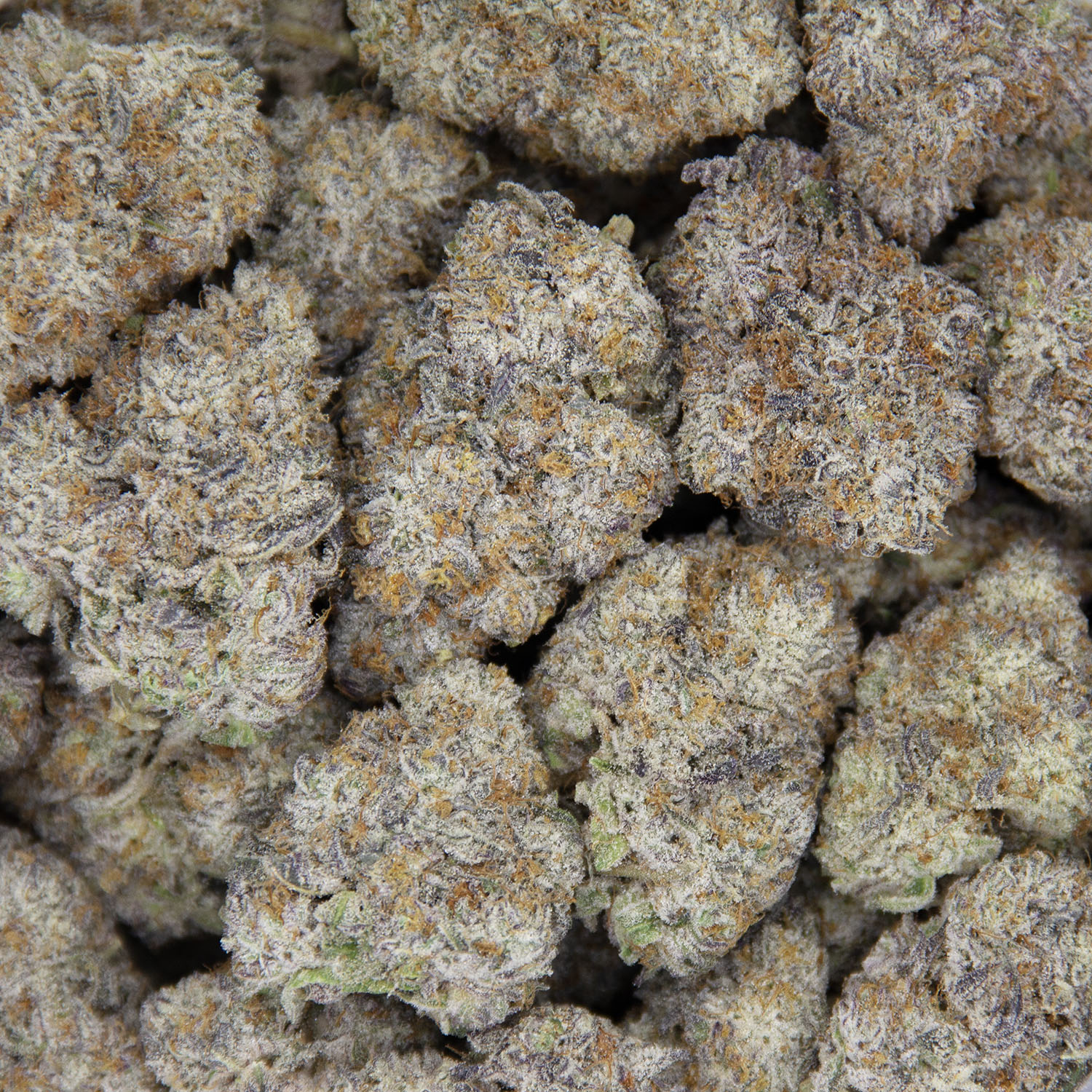 Rainbow Rozay AAAA - Image 3