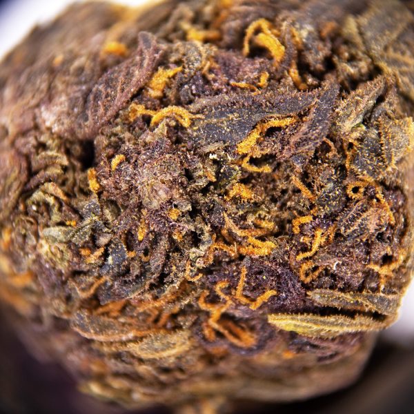 Alternative view of Twisted Purple AA