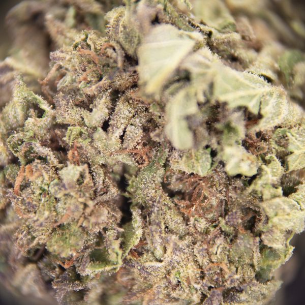 Alternative view of Watermelon Kush AA