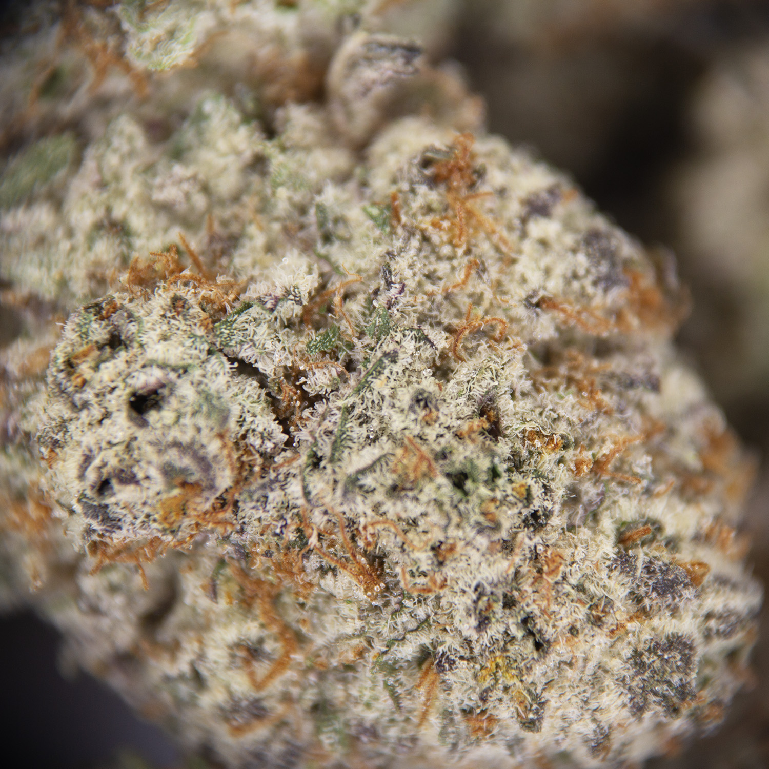 GMO Cookies (mediums) AAA - Image 2