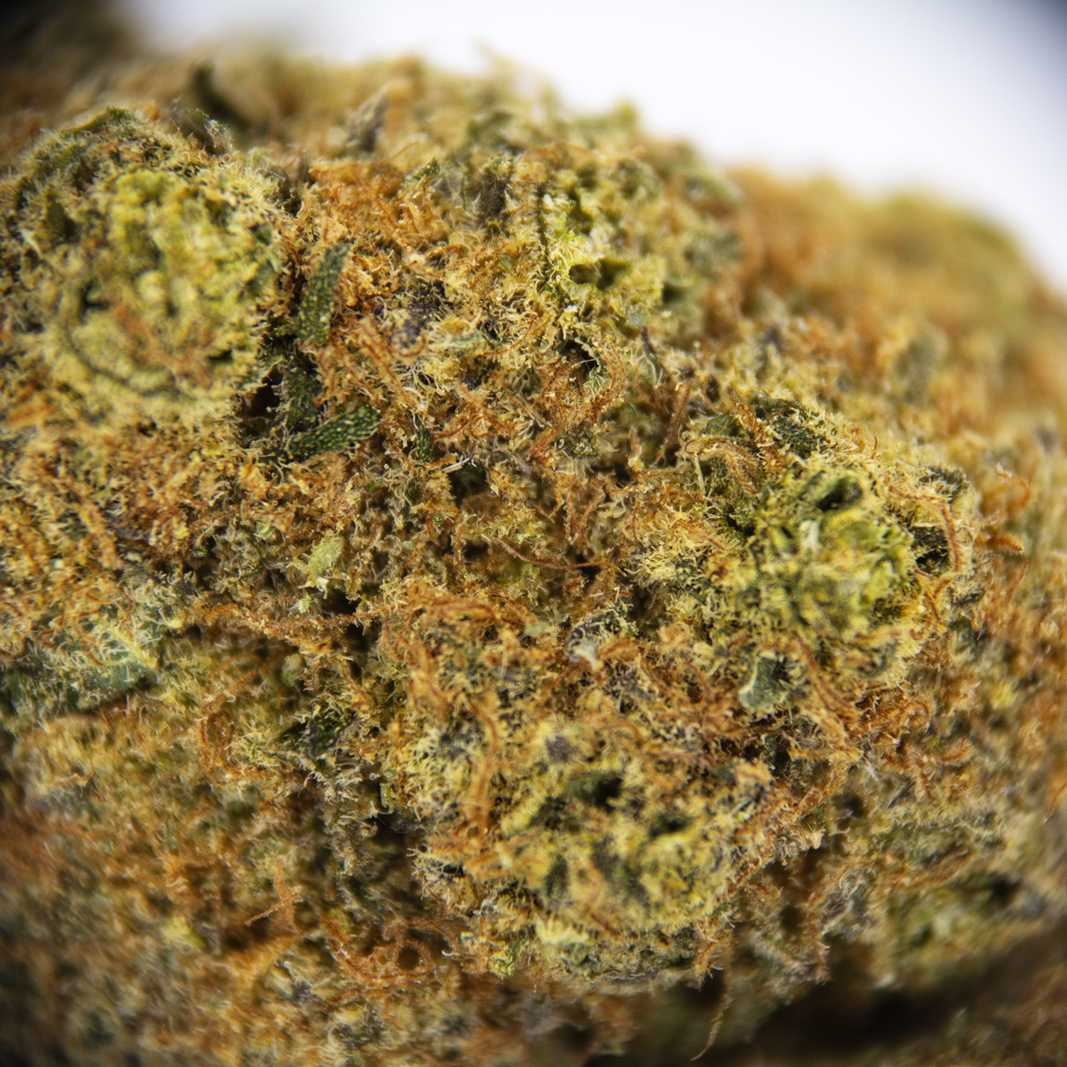 Vortex AA+ - Image 2