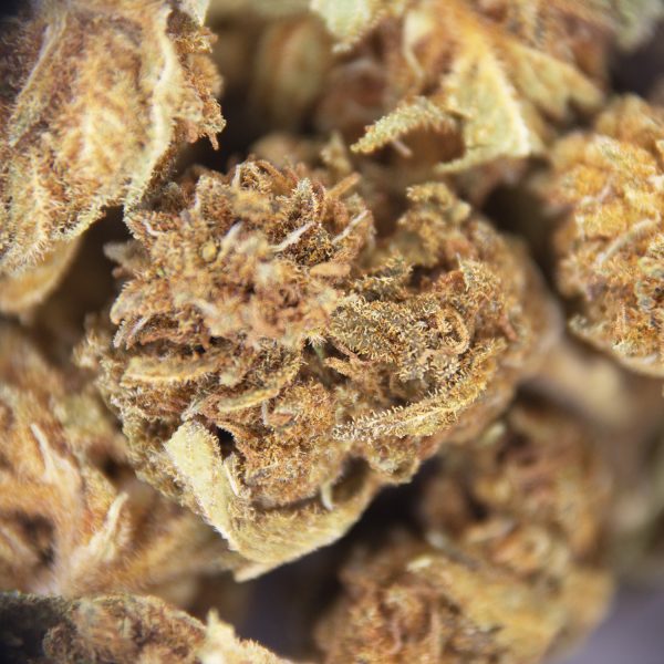 Alternative view of Woody OG (Popcorn) AA-