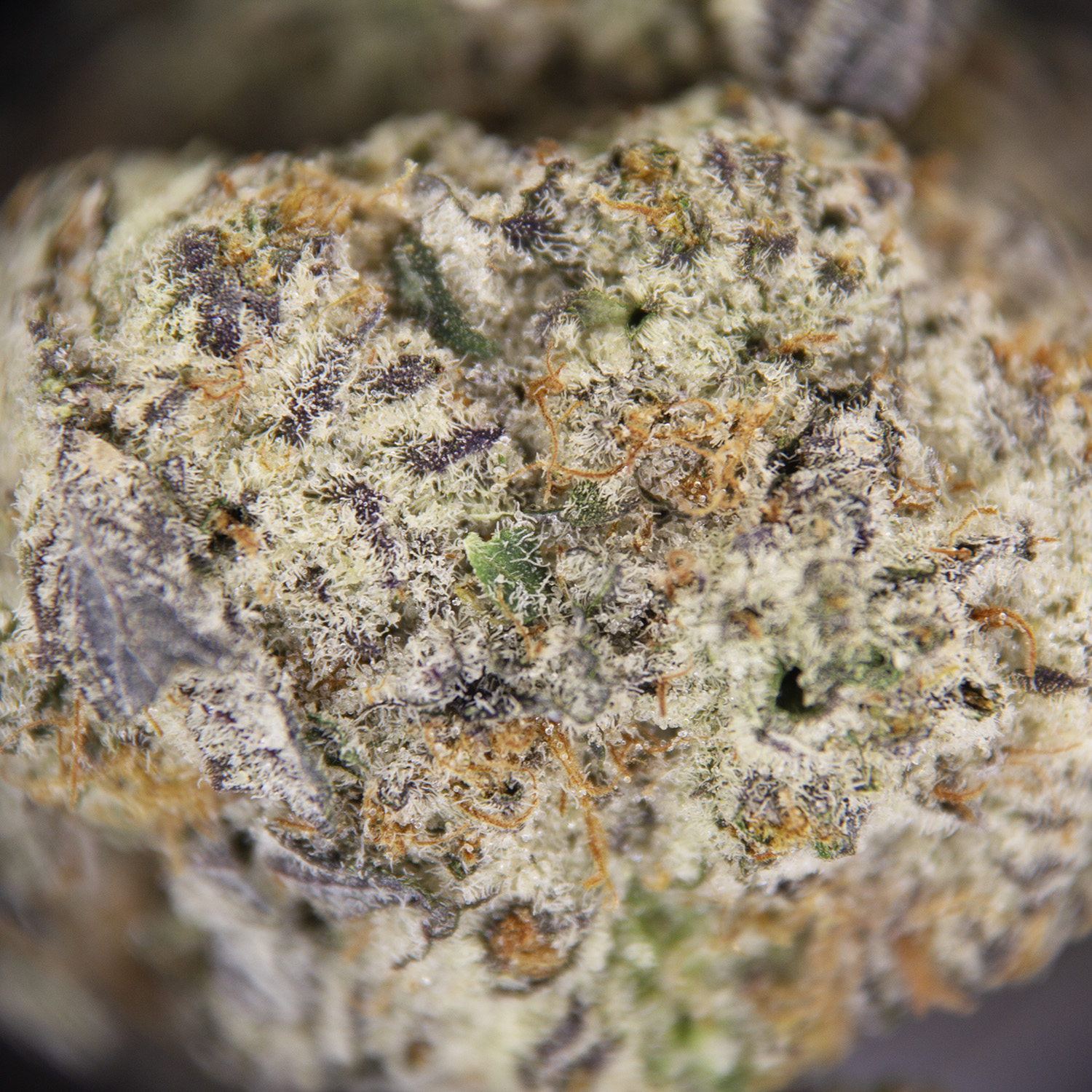 Zoap (mediums) AAA+ - Image 2