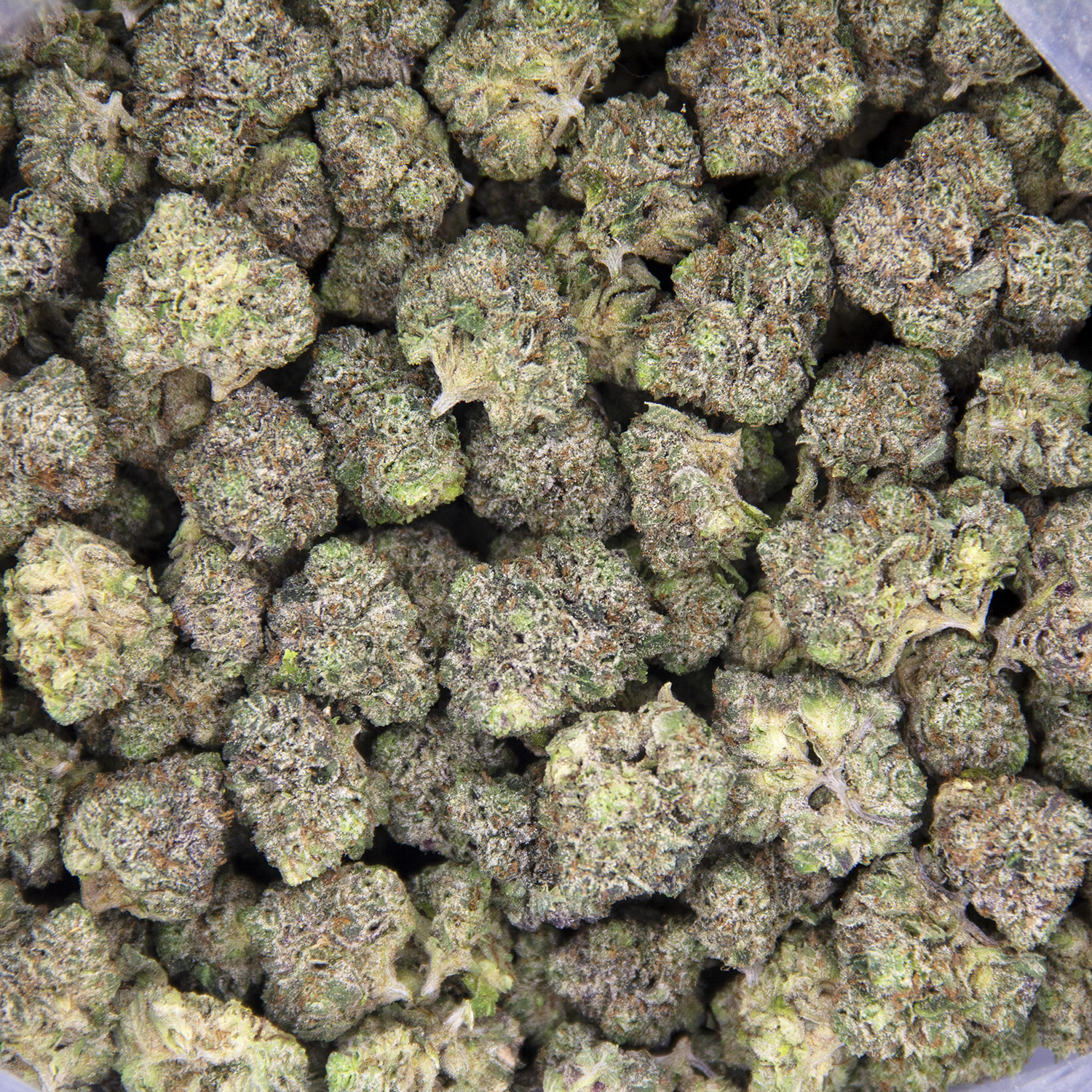 Offshore OG (smalls) AAAA - Image 2