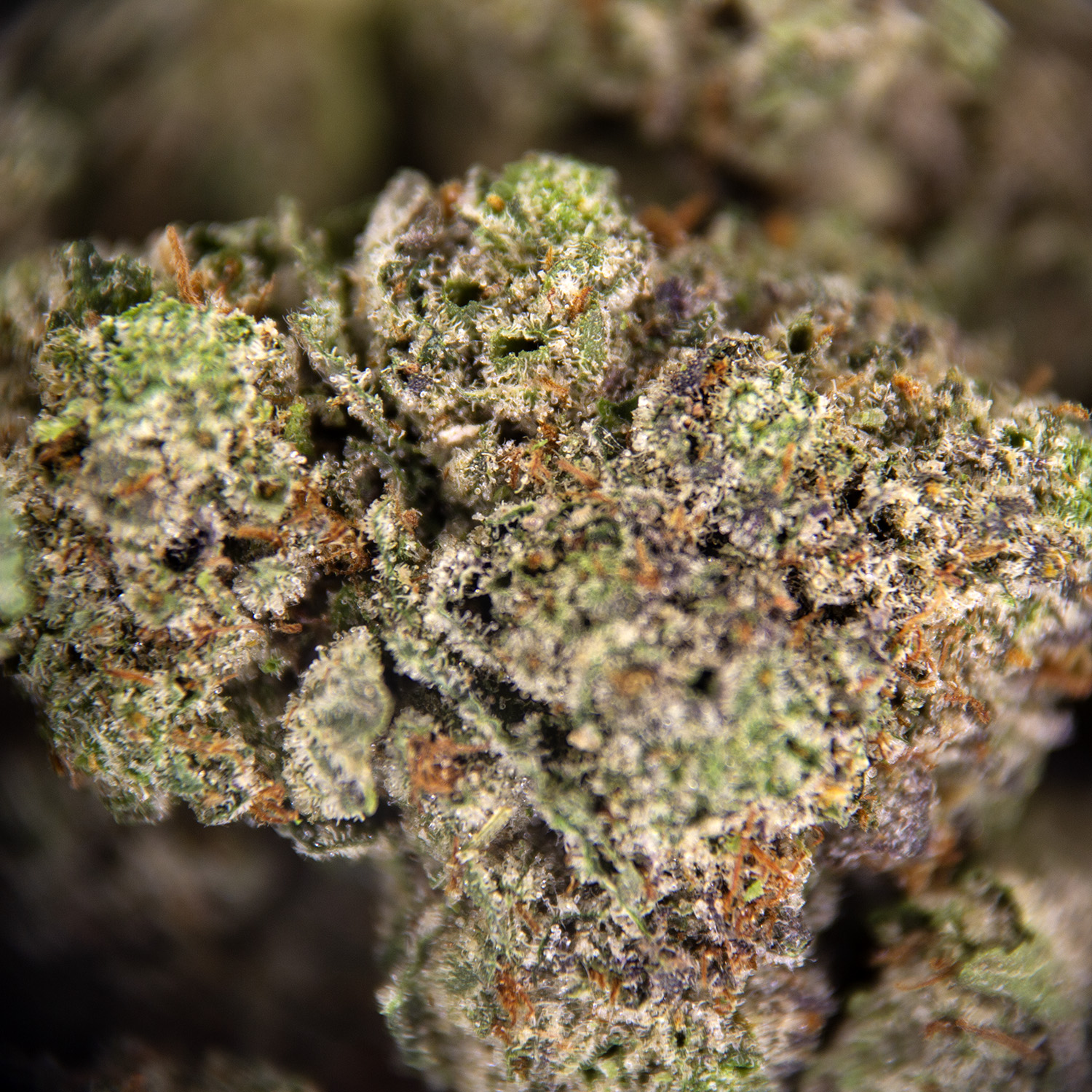 Offshore OG (smalls) AAAA - Image 3