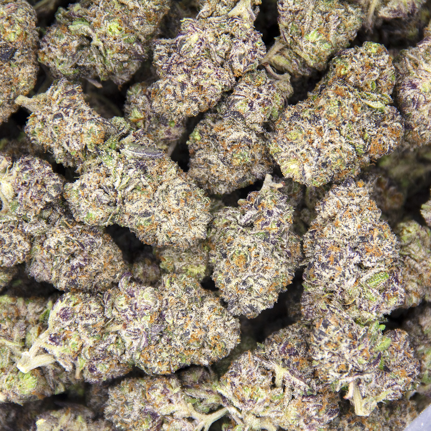 Silvertip AAA - Image 2